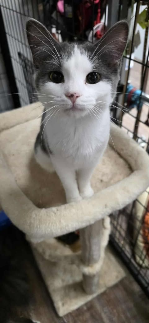 Grey and white kitten on a cat tree