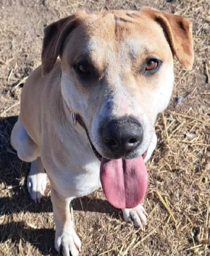 Susie is a brown and white dog with its tongue hanging out