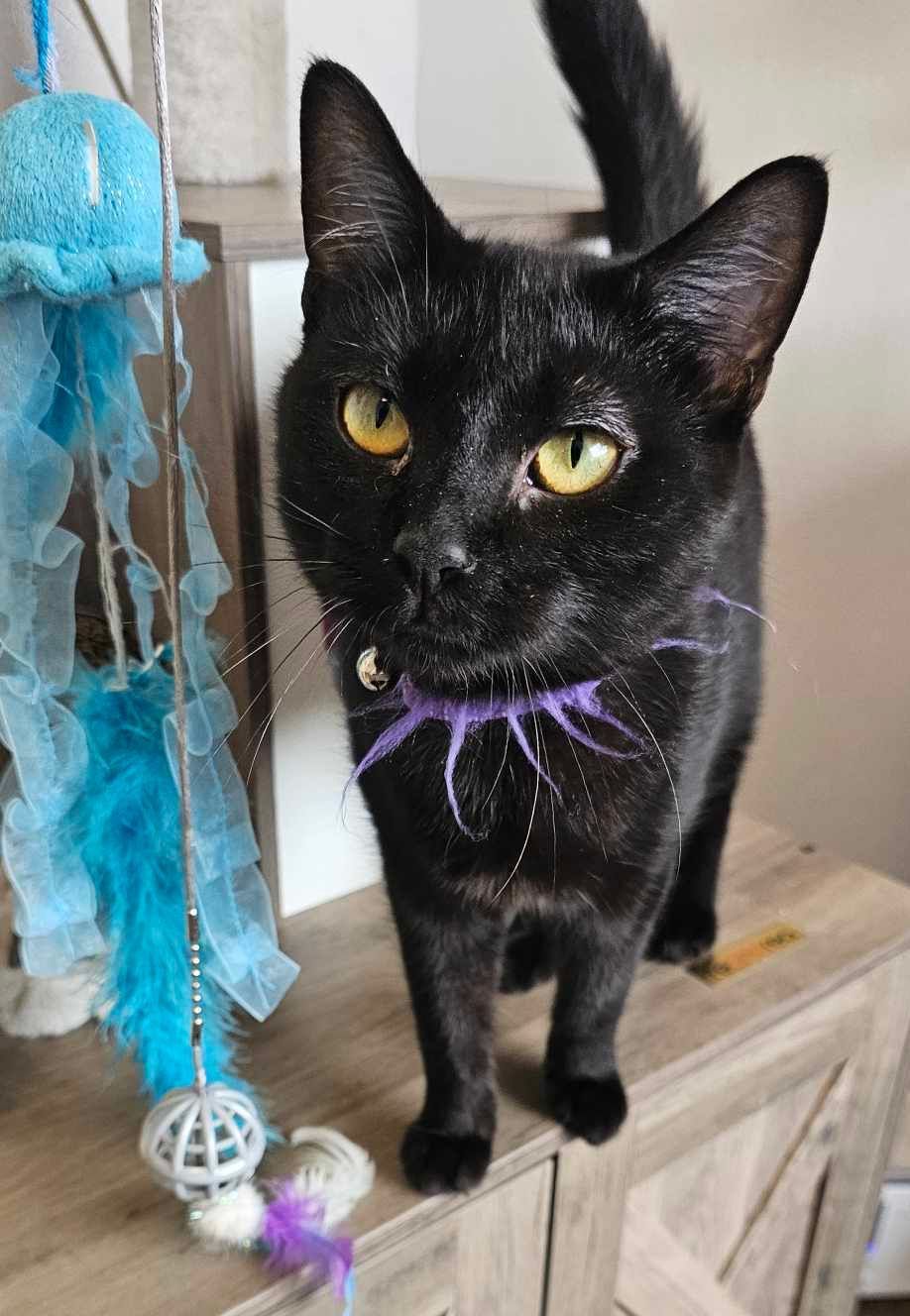 A black cat wearing a purple collar is standing on a shelf.
