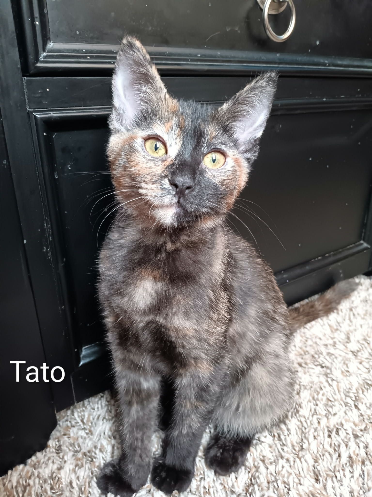A Tortoiseshell kitten name Tato sitting on the floor. She is black with light brown, cream, and orange all over. She has orange strips on her way face.
