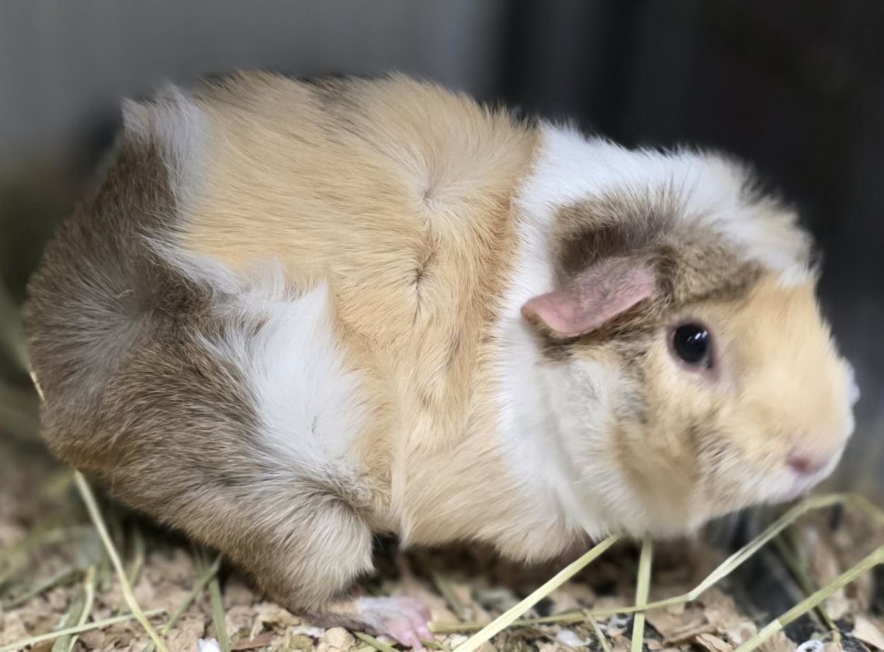 Toast is a tan, white, and brown Guinea pig. 