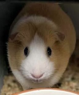 Truffle is a light brown and white Guinea Pig. 
