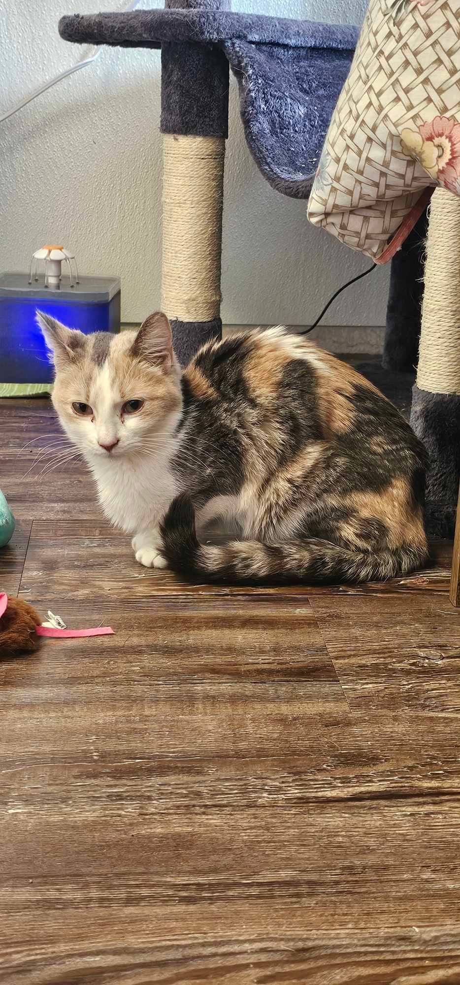 Val is a calico cat is sitting on a wooden floor next to a cat tree.