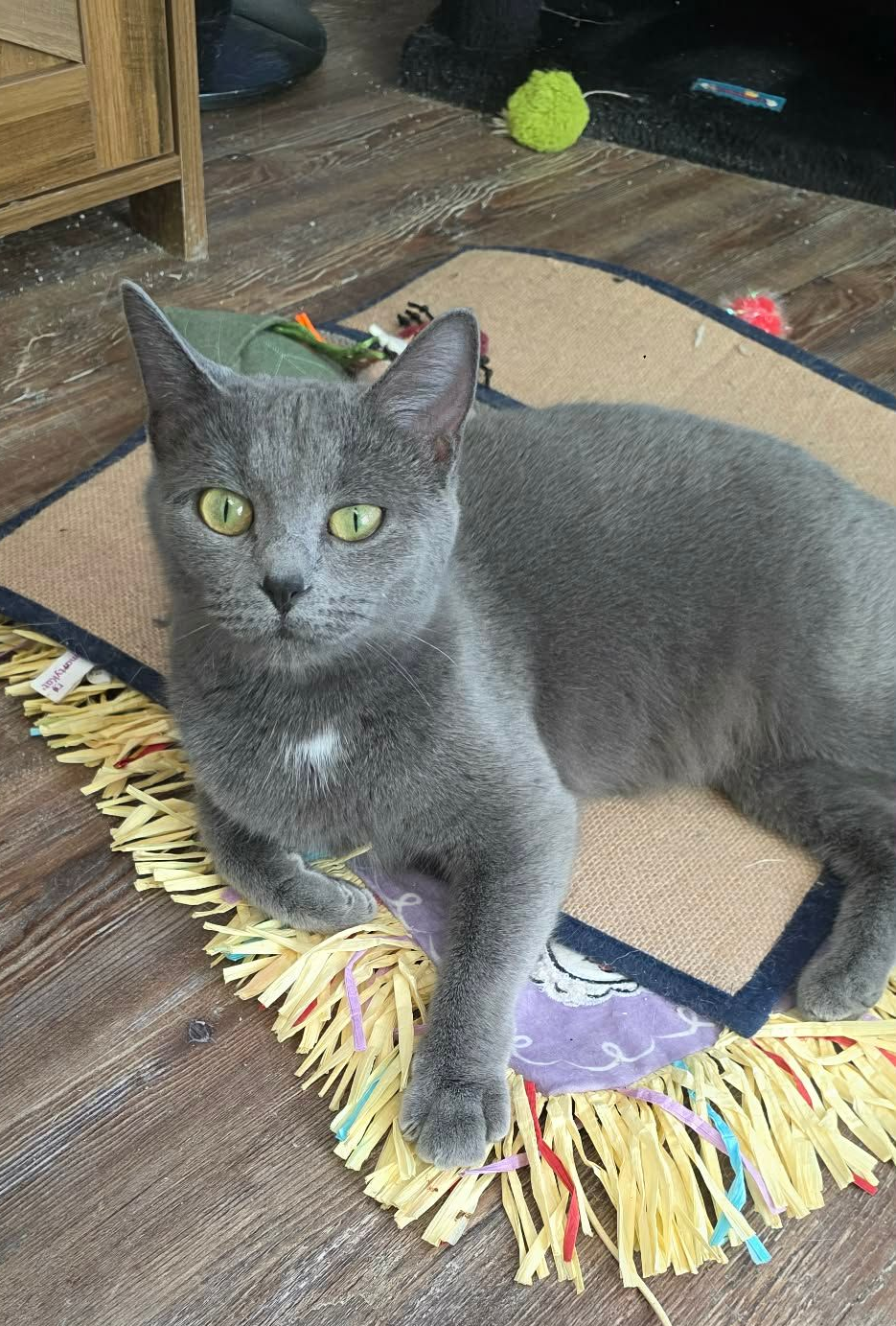 A tortoiseshell cat with black as the base coat and cream, orange, and white mixed in laying on a couch. 