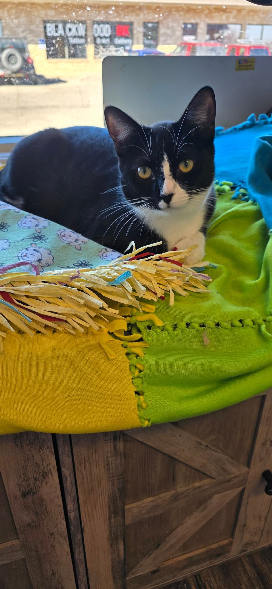 black and white kitten on cat tree 