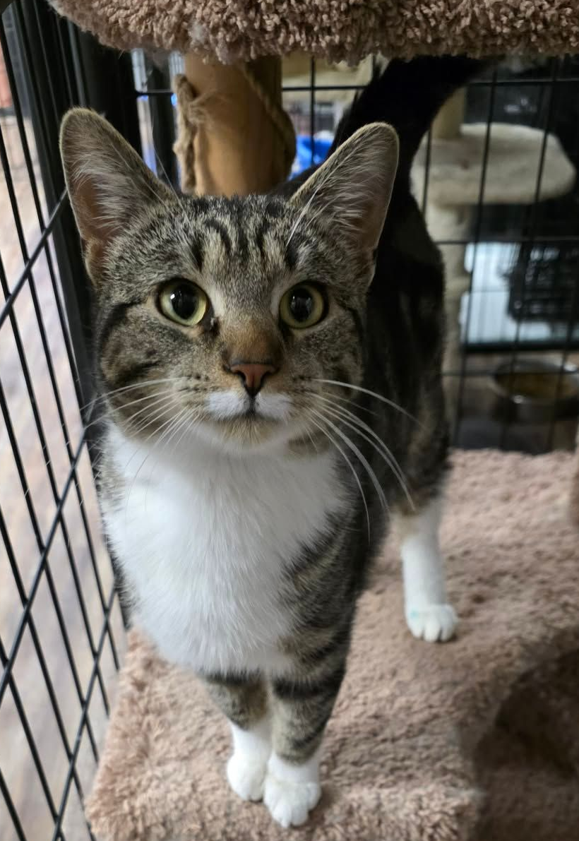 diluted tortoiseshell kitten sitting on the couch facing the camera with his multi color paws outstretch.
