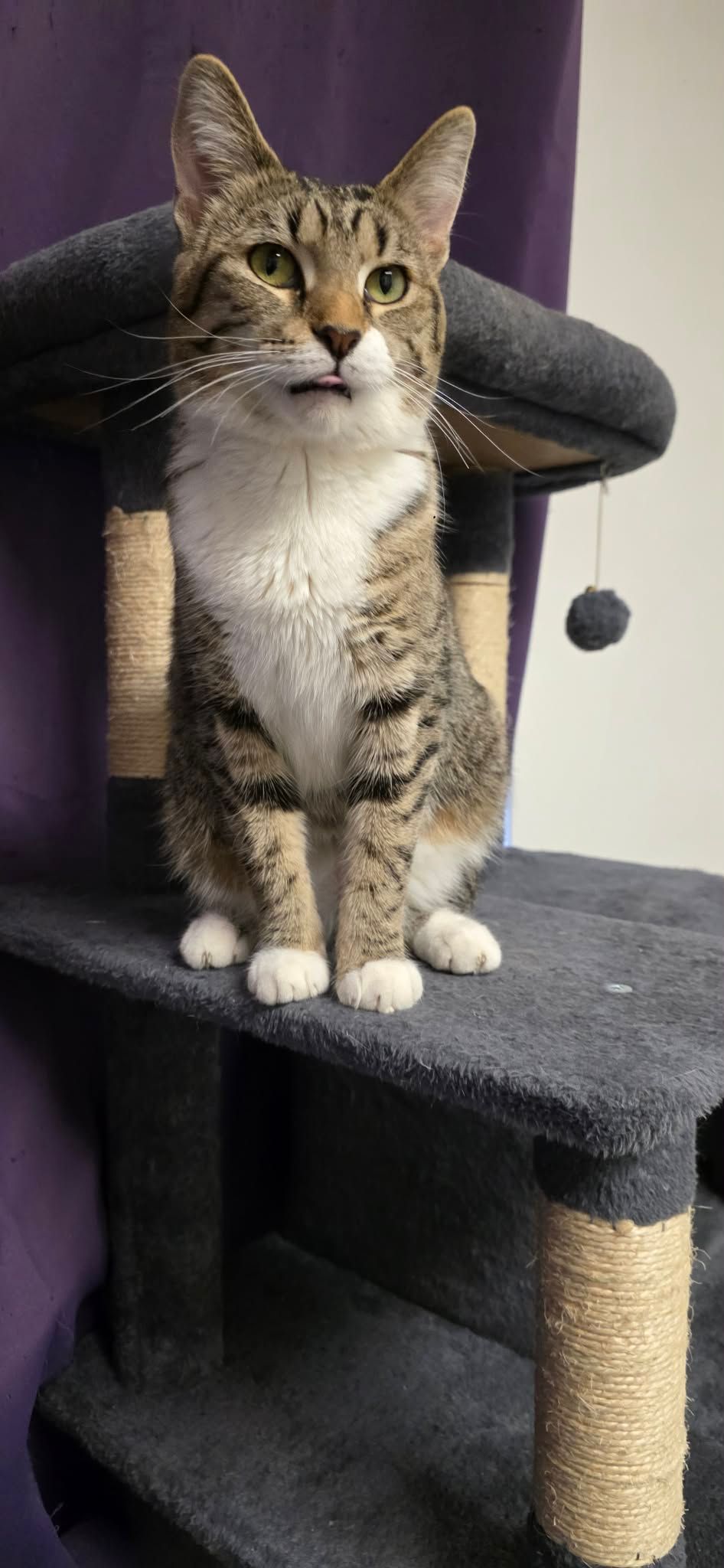 Grey and white kitten on a cat tree