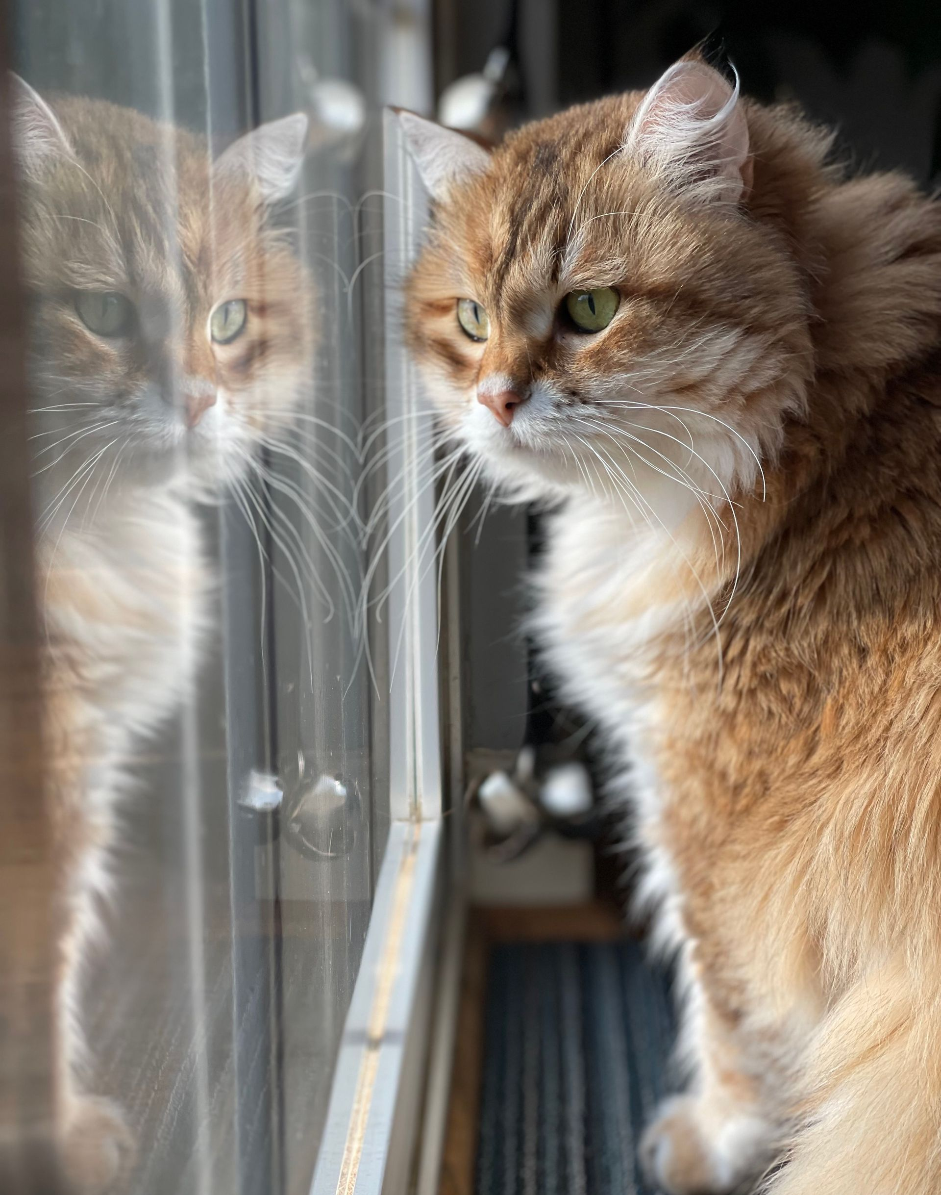 Fluffy golden cat looking out a window; reflection visible on the glass.