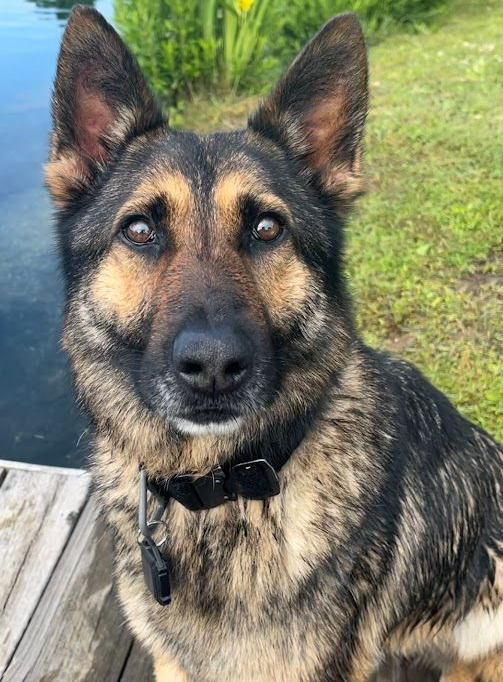 German Shepherd dog looking directly at the camera with a brown and black coat, collar, and background of water and greenery.