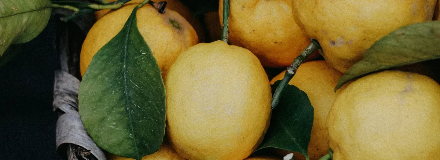 Close-up of ripe lemons with green leaves.