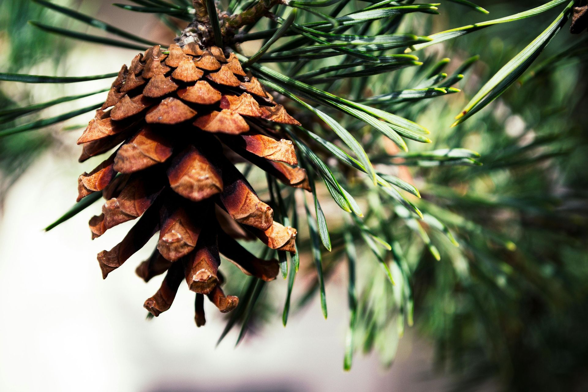 Pine cone hanging on a branch with green needles.