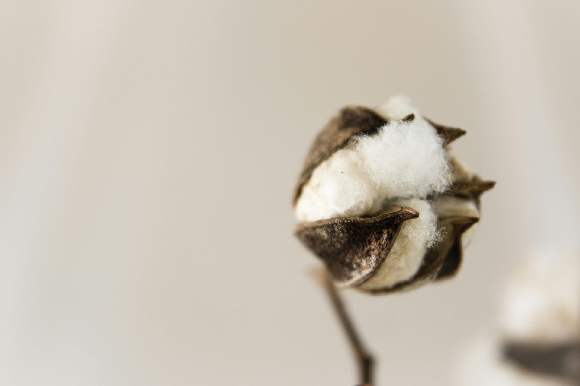 Close-up of a brown and white cotton boll on a thin stem against a light background.