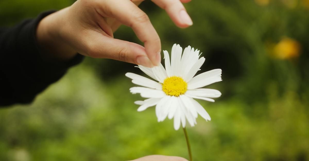 Hand plucks a petal from a daisy with yellow center, against a blurry green background.