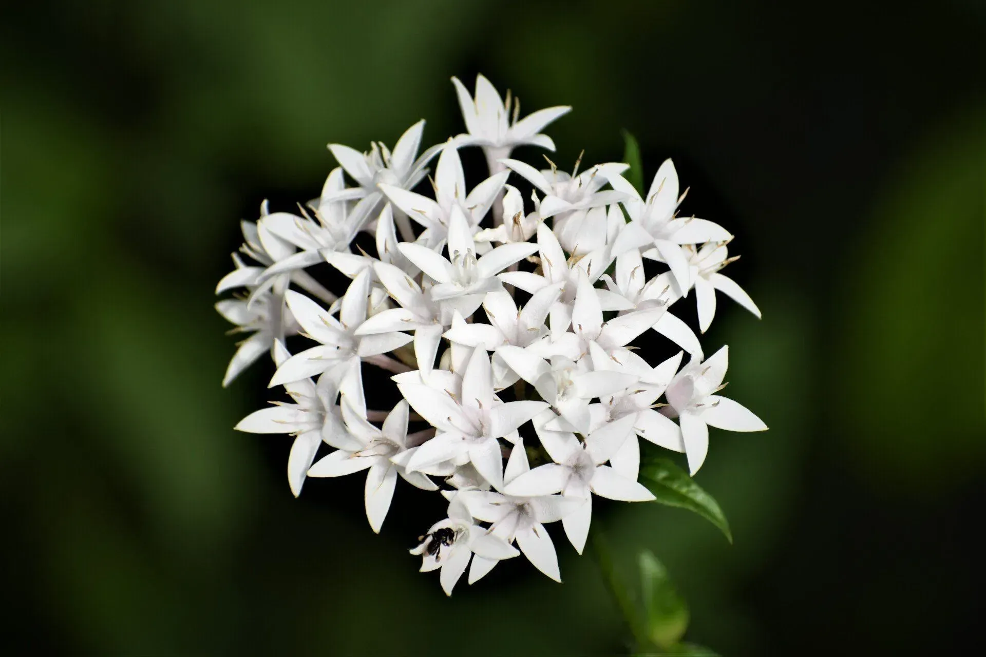 White clustered flowers against a dark green background.