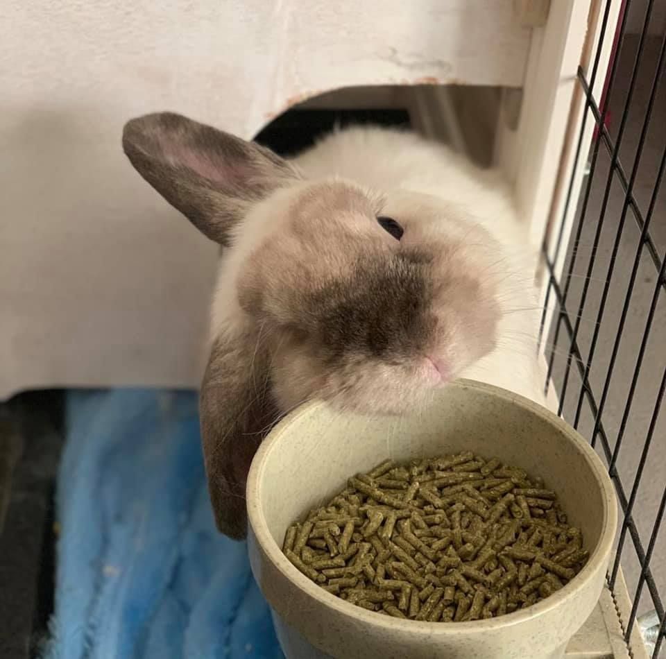 Bunny with brown face and ears leans towards bowl of pellets.