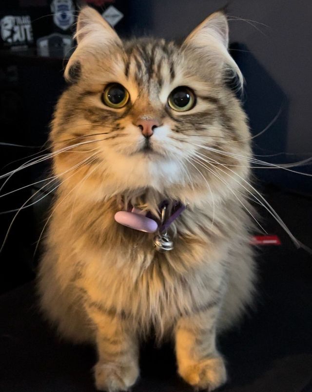 Fluffy tabby cat with a pink collar, looking directly at the viewer with big eyes.