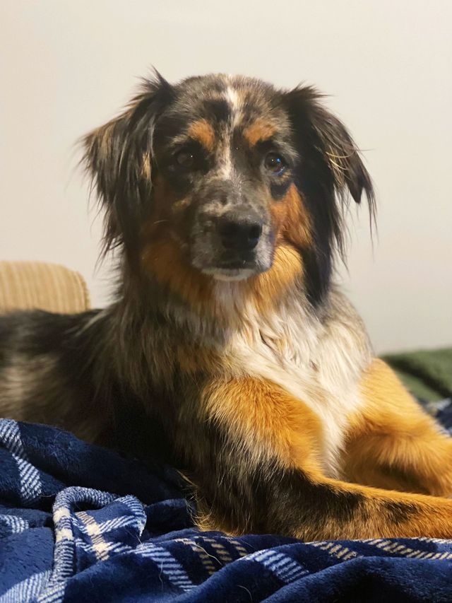 Dog with black, brown, and tan fur, lying on a blue blanket.