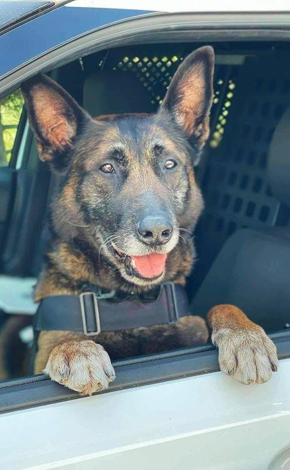 K9 officer in police car, paws on window. Tan and black dog with smiling expression.