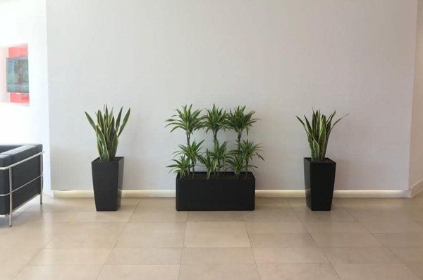Interior plants 2
