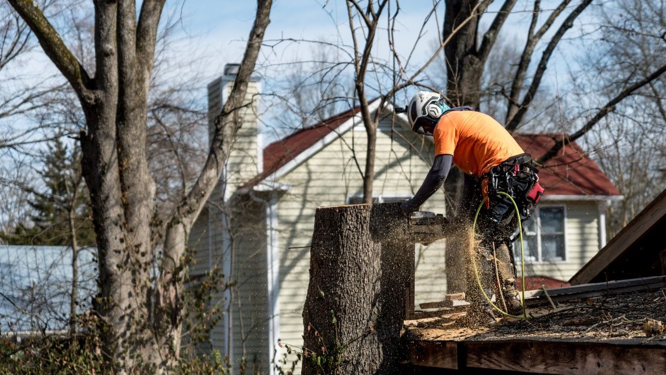 Worker in orange shirt trimming a large tree beside a house with a red roof