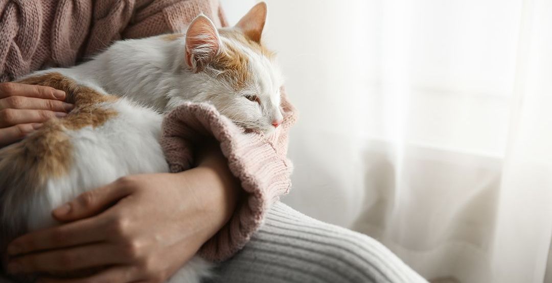 a woman is holding a cat in her lap .