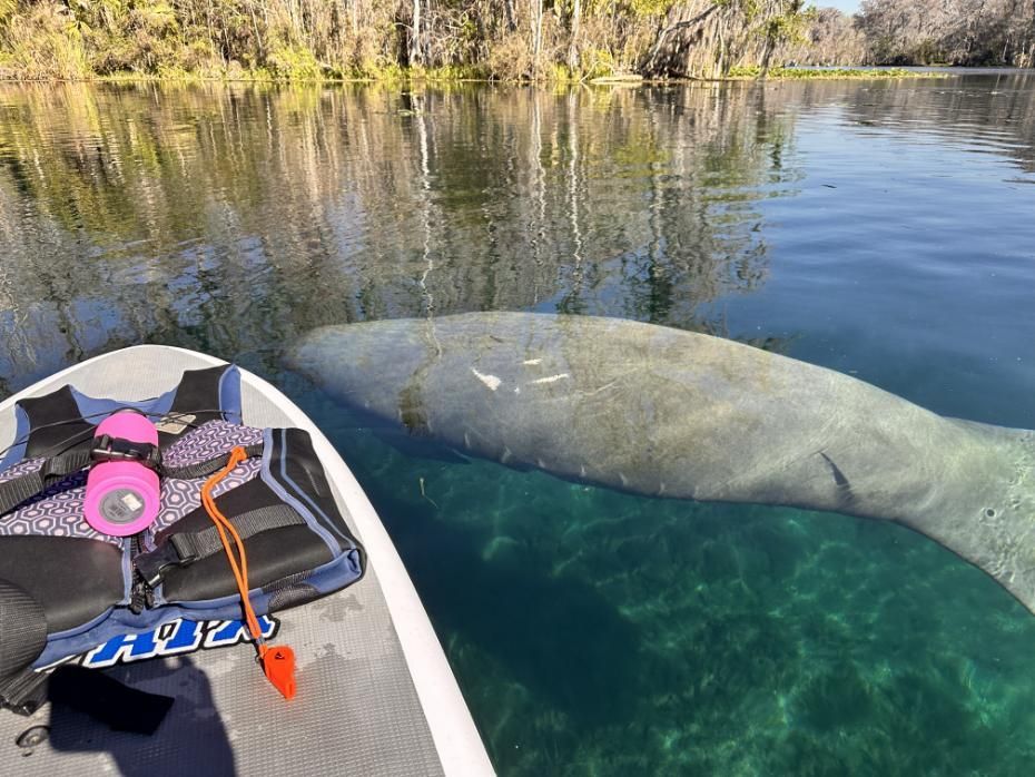 Manatee next to a paddleboard with a life vest. Clear water in a Florida spring, trees in the background.