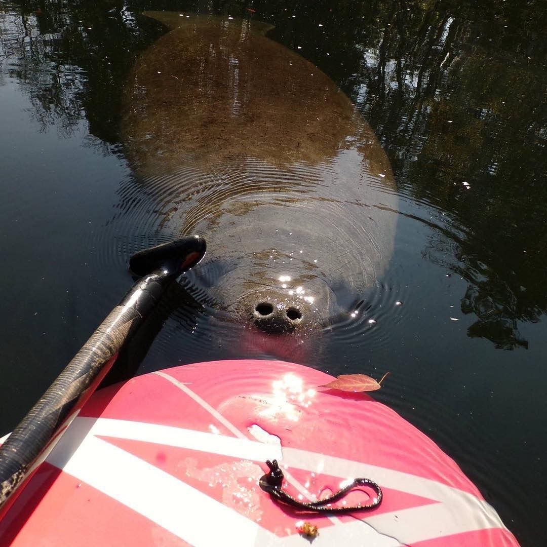 Manatee in water near a paddleboard; tan body, dark eyes, small snout.