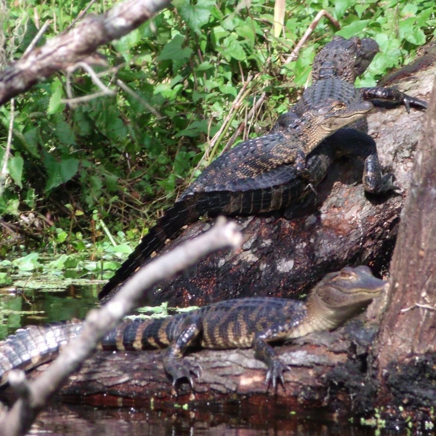 Alligators resting on a log in a swamp; one large alligator with two smaller ones.
