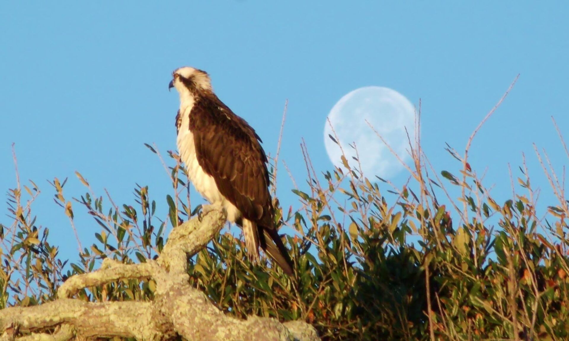Osprey perched on a branch, dark brown and white feathers, blue sky, full moon in background.