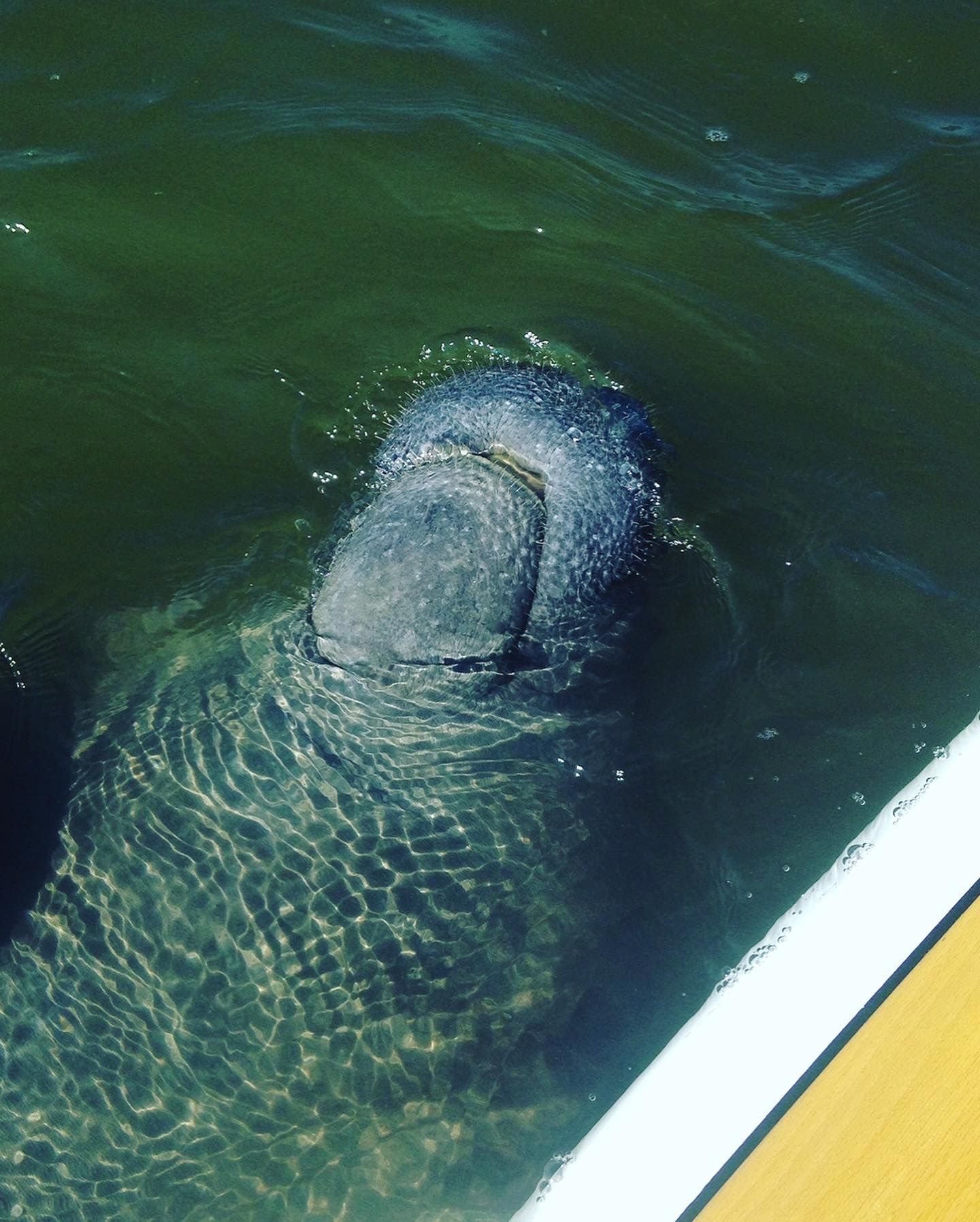 Manatee surfacing in green water, near a boat. Gray skin, appears curious.