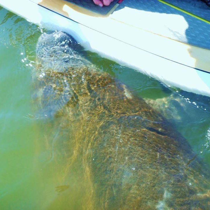Manatee swims next to a paddleboard in green-tinted water; tan and gray body, white board edge.