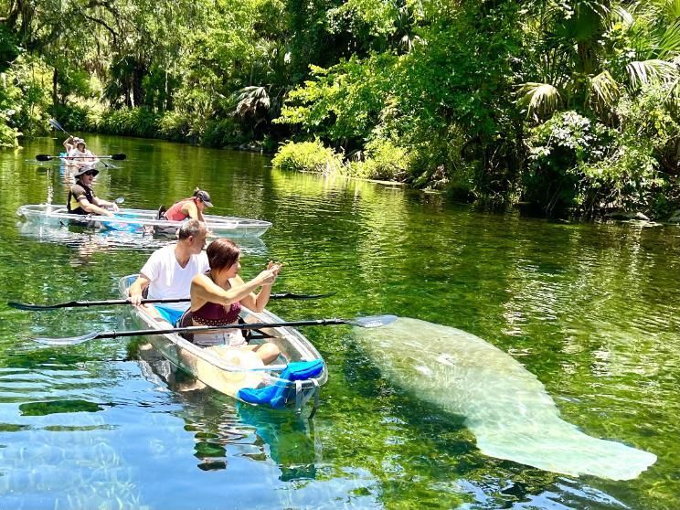People kayaking in clear kayaks, viewing a manatee in a clear, spring-fed river with lush greenery.