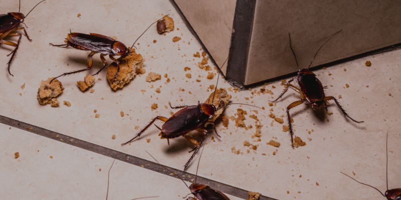 FUMIGADORA ECOLÓGICA RODRÍGUEZ - CUCARACHAS FUMIGADORA ECOLÓGICA RODRÍGUEZ - CUCARACHAS