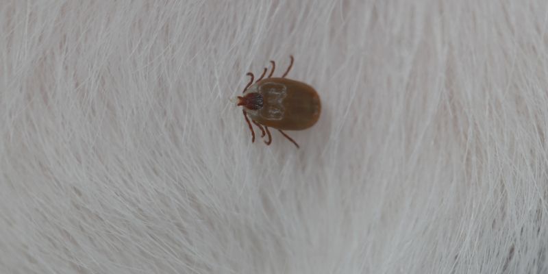 FUMIGADORA ECOLÓGICA RODRÍGUEZ - PULGAS FUMIGADORA ECOLÓGICA RODRÍGUEZ - PULGAS