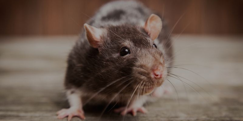 FUMIGADORA ECOLÓGICA RODRÍGUEZ - RATAS FUMIGADORA ECOLÓGICA RODRÍGUEZ - RATAS