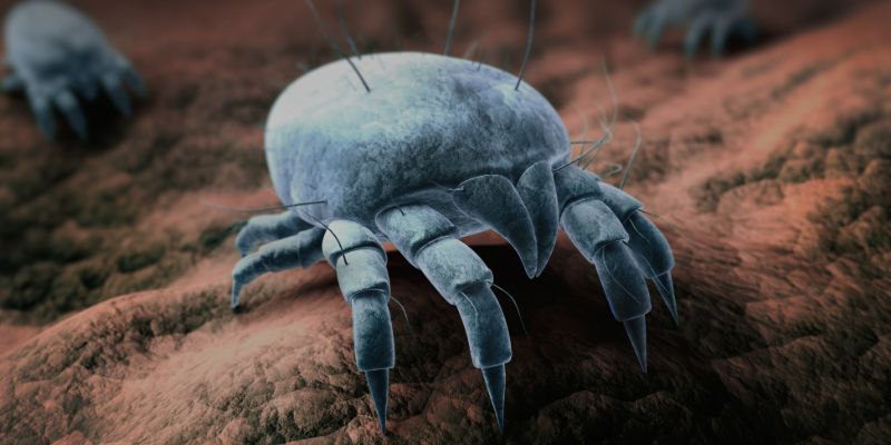 FUMIGADORA ECOLÓGICA RODRÍGUEZ - ÁCAROS FUMIGADORA ECOLÓGICA RODRÍGUEZ - ÁCAROS