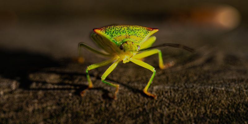 FUMIGADORA ECOLÓGICA RODRÍGUEZ - CHINCHES FUMIGADORA ECOLÓGICA RODRÍGUEZ - CHINCHES