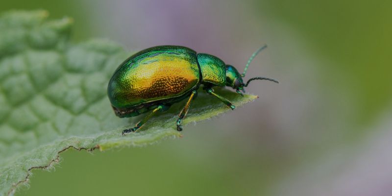 FUMIGADORA ECOLÓGICA RODRÍGUEZ - JUANITOS FUMIGADORA ECOLÓGICA RODRÍGUEZ - JUANITOS