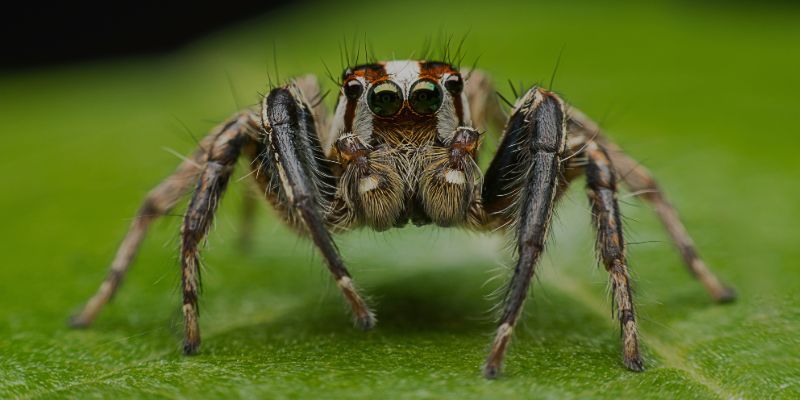 FUMIGADORA ECOLÓGICA RODRÍGUEZ - ARAÑAS FUMIGADORA ECOLÓGICA RODRÍGUEZ - ARAÑAS