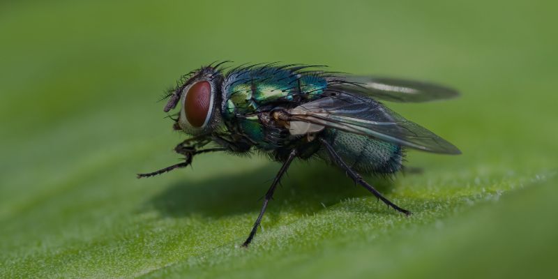 FUMIGADORA ECOLÓGICA RODRÍGUEZ - MOSCAS FUMIGADORA ECOLÓGICA RODRÍGUEZ - MOSCAS