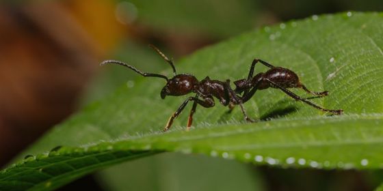 FUMIGADORA ECOLÓGICA RODRÍGUEZ - HORMIGAS