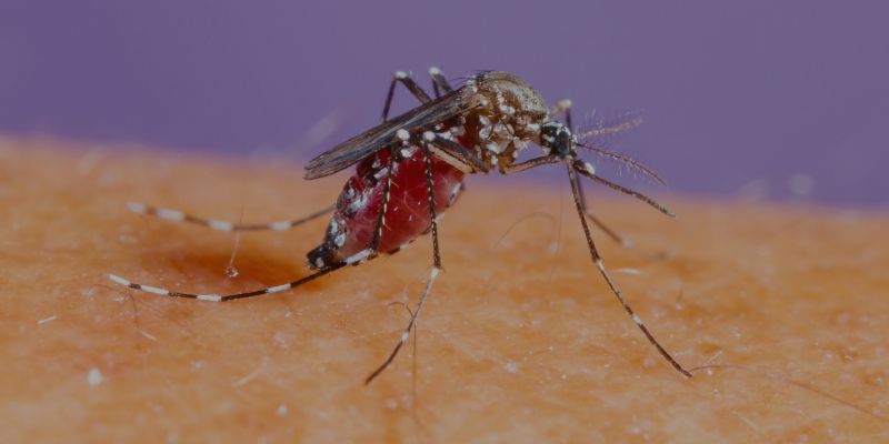 FUMIGADORA ECOLÓGICA RODRÍGUEZ - MOSQUITOS FUMIGADORA ECOLÓGICA RODRÍGUEZ - MOSQUITOS