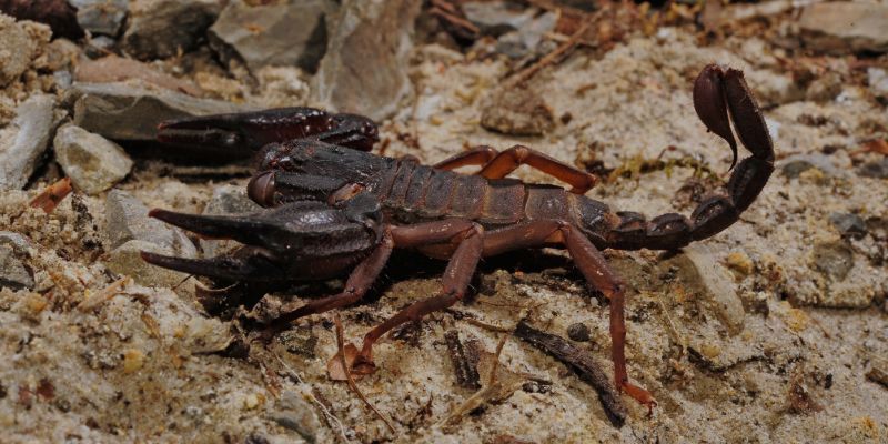 FUMIGADORA ECOLÓGICA RODRÍGUEZ - ALACRÁN FUMIGADORA ECOLÓGICA RODRÍGUEZ - ALACRÁN