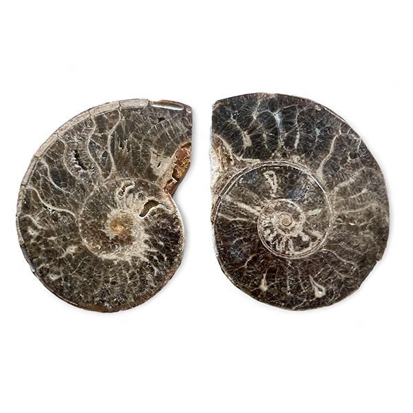 Coppia Ammoniti grandi