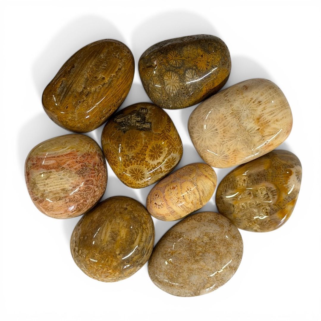 Pietre burattate Crisantemo Corallo Fossile 100 g