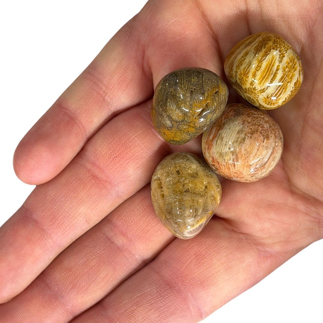 Pietre burattate Crisantemo Corallo Fossile 100 g