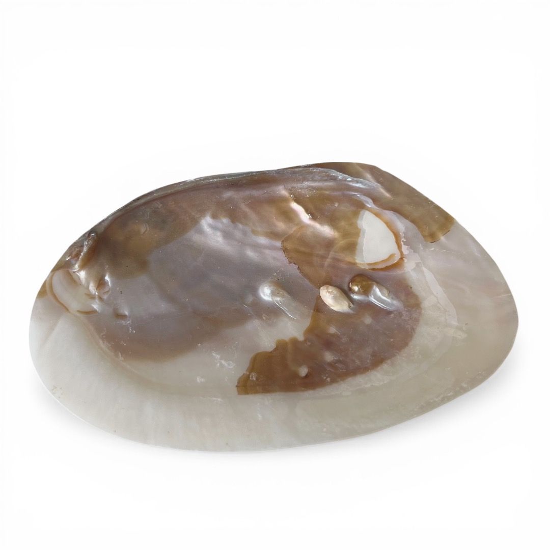 Conchiglia Madreperla
