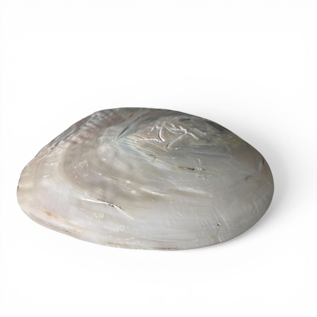 Conchiglia Madreperla