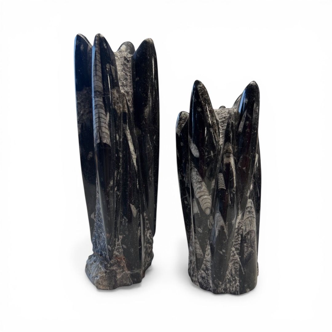 Scultura di Orthoceras Fossile