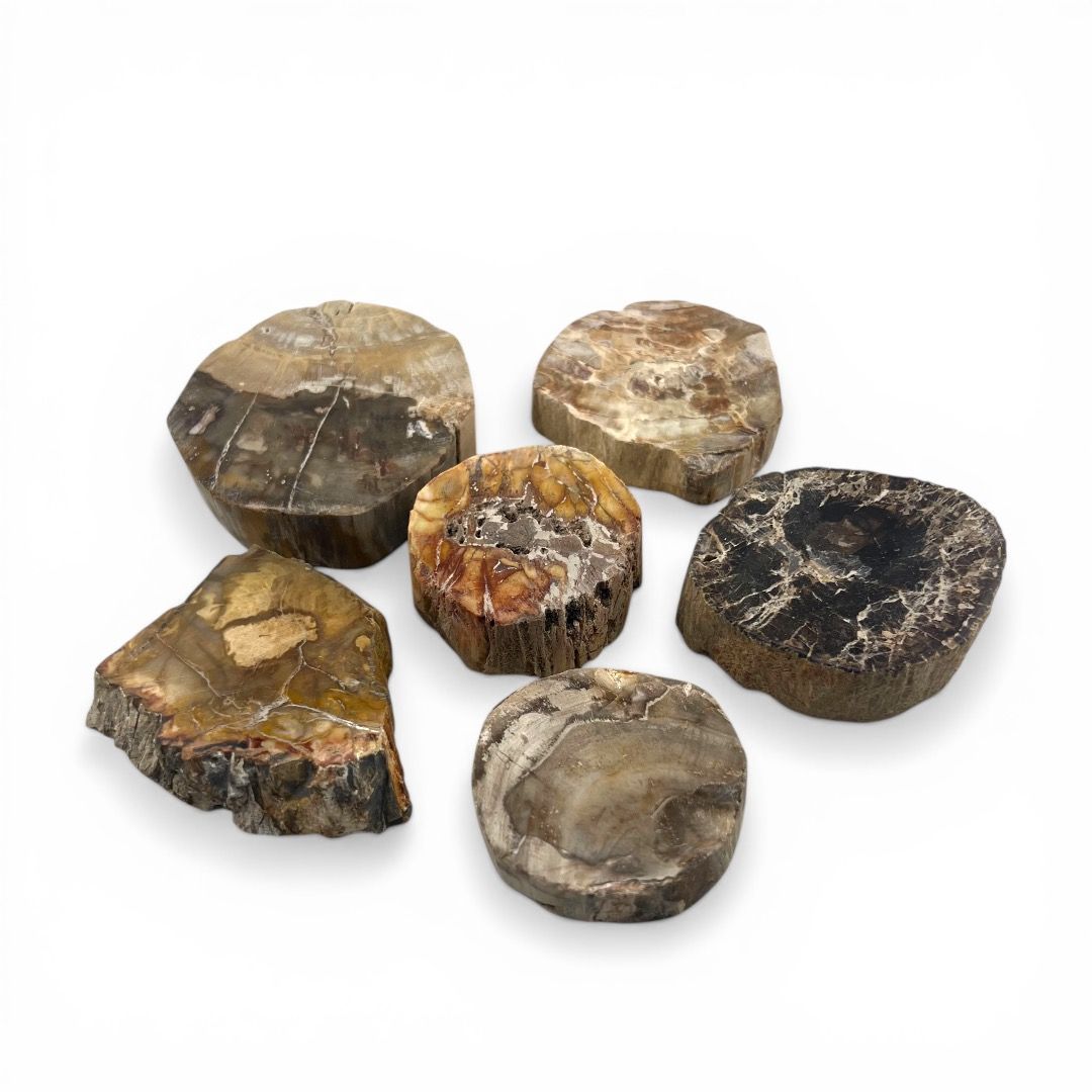 Fette Legno Fossile Piccole - confezione da 300 g